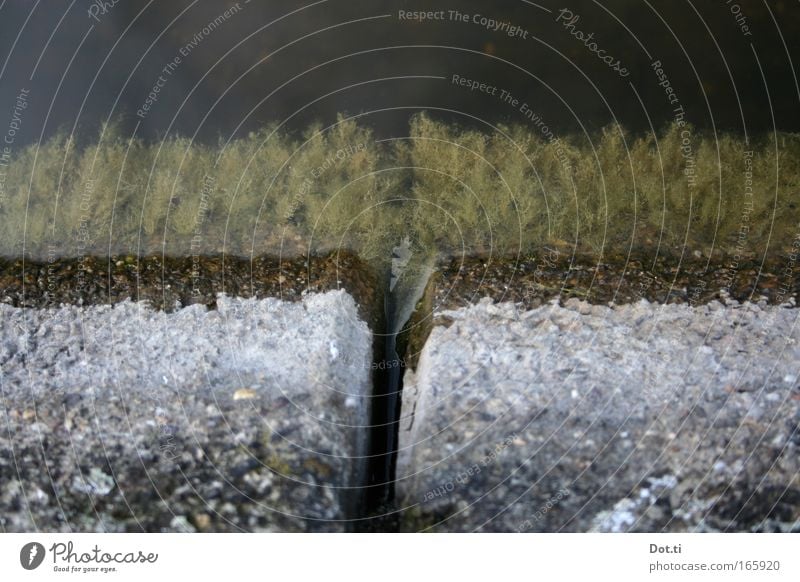 Pond edge protists Colour photo Exterior shot Detail Structures and shapes Deserted Copy Space top Bird's-eye view Environment Nature Water Lakeside Stone