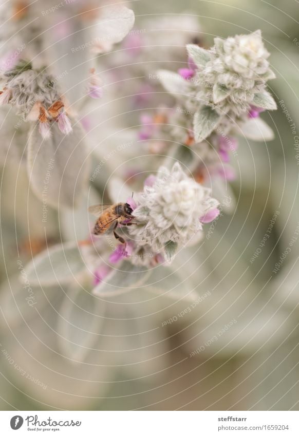 Honeybee, Hylaeus, gathers pollen Nature Plant Animal Spring Flower Leaf Blossom Garden Field Bee 1 Brown Yellow Gold Green Violet Pink Black Colour photo