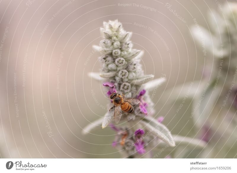 Honeybee, Hylaeus, gathers pollen Nature Plant Animal Spring Flower Blossom Bee Wing 1 Brown Yellow Gold Green Violet Pink Black Colour photo Multicoloured