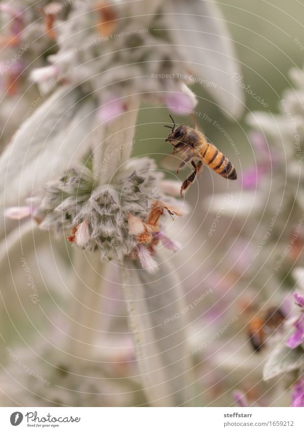 Honeybee, Hylaeus, gathers pollen Nature Plant Animal Spring Flower Blossom Farm animal Bee 1 Brown Yellow Gold Green Violet Pink Black Colour photo