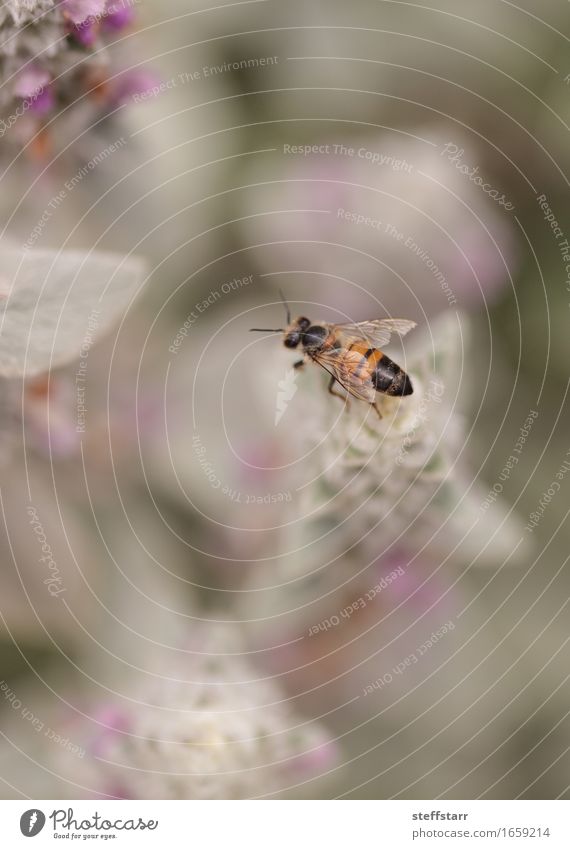 Honeybee, Hylaeus, gathers pollen Nature Plant Animal Flower Blossom Garden Field Farm animal Wild animal Bee Wing 1 Brown Yellow Gold Green Violet Pink Black