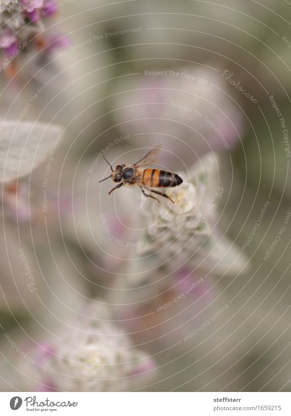 Honeybee, Hylaeus, gathers pollen Organic produce Nature Plant Animal Flower Blossom Agricultural crop Garden Meadow Field Farm animal Bee Wing 1 Brown Yellow