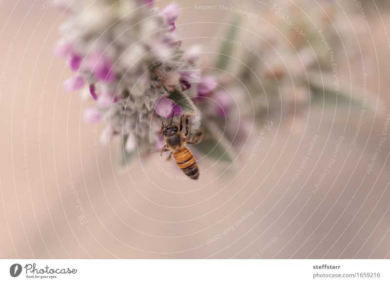 Honeybee, Hylaeus, gathers pollen Nature Plant Animal Spring Flower Garden Bee Wing 1 Brown Yellow Gold Green Violet Colour photo Exterior shot Morning Dawn