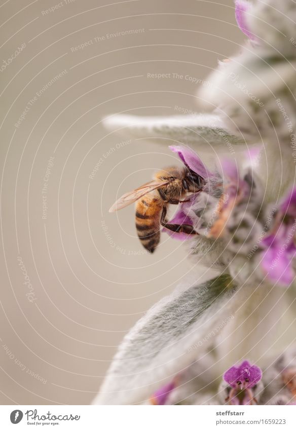 Honeybee, Hylaeus, gathers pollen Nutrition Plant Spring Flower Garden Animal Farm animal Bee 1 Brown Yellow Gold Green Violet Black Success Safety Advancement