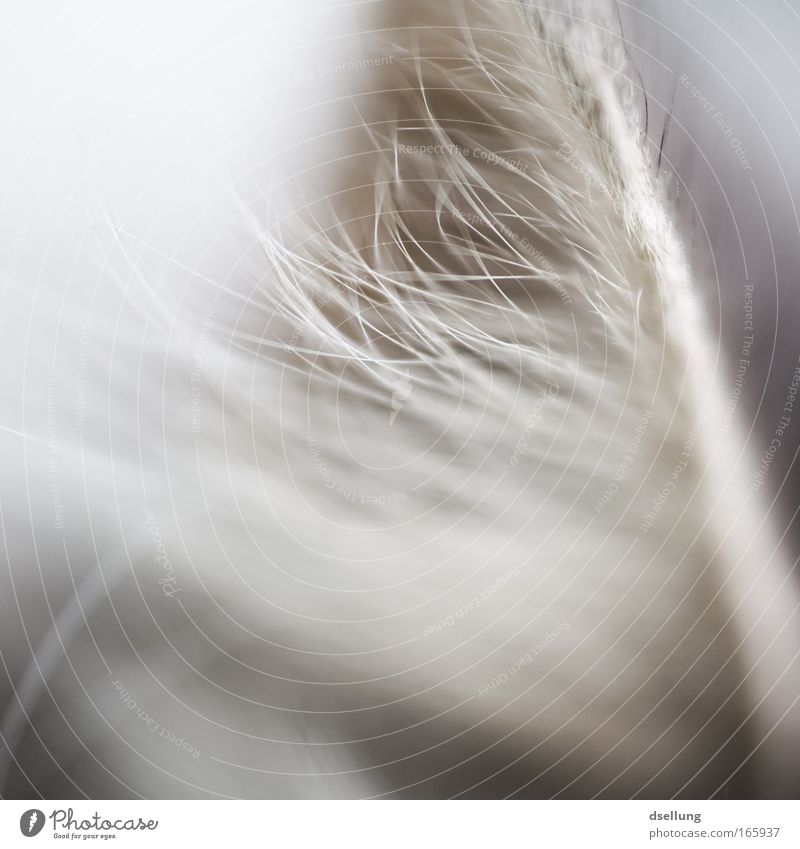 Cat Parts, Part II Colour photo Exterior shot Detail Deserted Day Shallow depth of field Central perspective Animal Pet Animal face Listening Esthetic