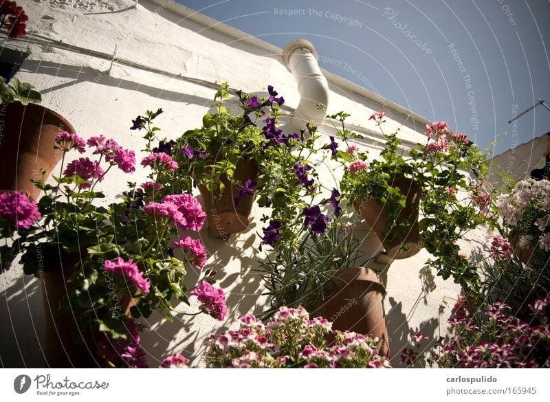 Colour photo Exterior shot Deserted Old town House (Residential Structure) Terrace Nature Spain Cordoba Blossom Mediterranean