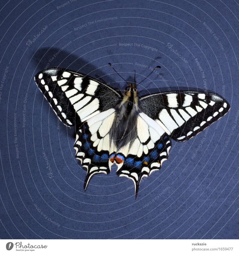 Swallowtail; Papilio; machaon; Butterfly; Butterfly; Butterfly Free Black White butterflies Insect Noble butterfly spotted butterfly precious butterfly Neutral