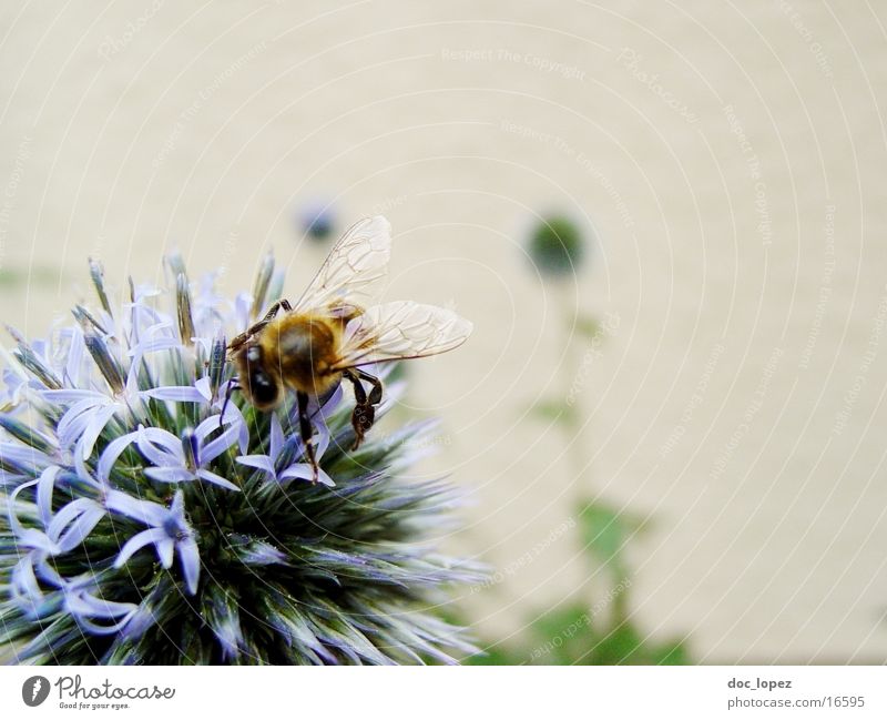 Bee_and_blue_Ding_2 Stamen Flower Summer Diligent blue blossom Nectar Detail Partially visible Blue Action