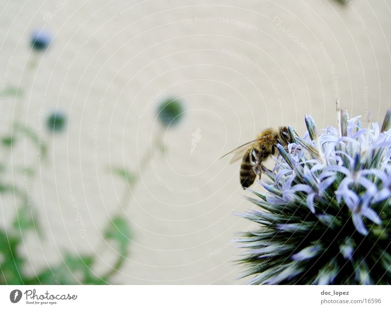 Bee_and_blue_Ding_3 Stamen Flower Summer Diligent blue blossom Nectar Detail Partially visible Blue Action