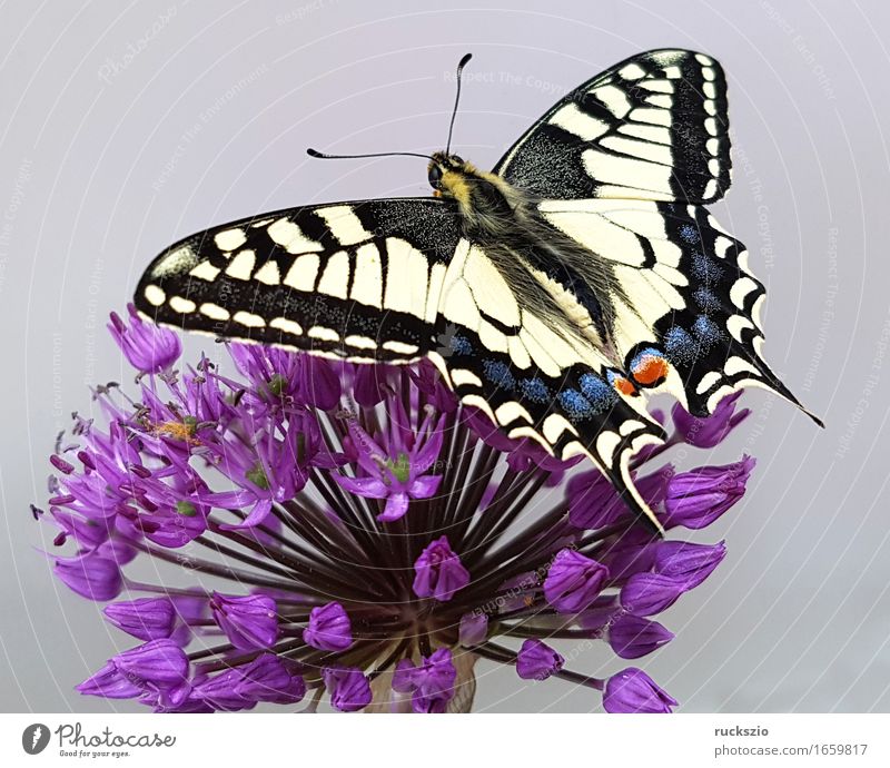 Swallowtail; Papilio; machaon; Butterfly; Butterfly; Butterfly Wild animal Free Black White butterflies Insect Noble butterfly spotted butterfly