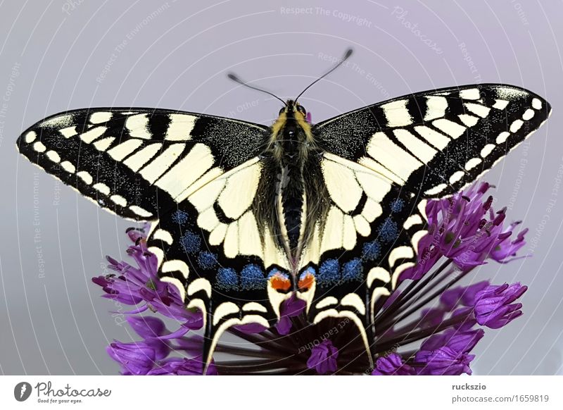 Swallowtail; Papilio; machaon; Butterfly; Butterfly; Butterfly Free Black White butterflies Insect Noble butterfly spotted butterfly precious butterfly Neutral