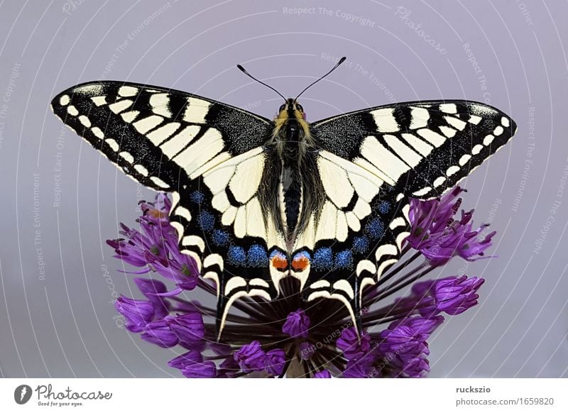 Swallowtail; Papilio; machaon; Butterfly; Butterfly; Butterfly Free Black White butterflies Insect Noble butterfly spotted butterfly precious butterfly Neutral