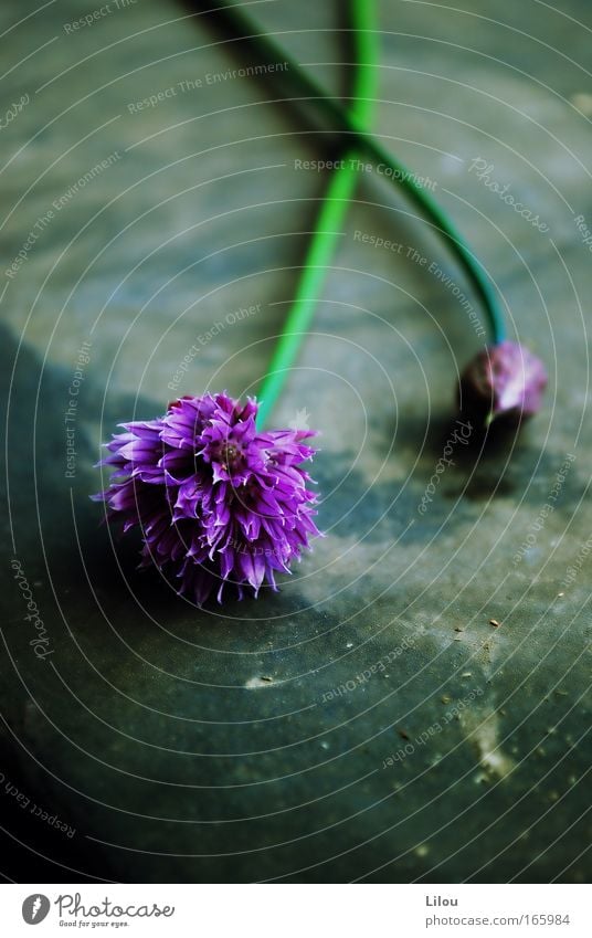 Kitchen flowers. Colour photo Exterior shot Close-up Deserted Copy Space bottom Day Shallow depth of field Food Herbs and spices Nutrition Nature Plant Flower