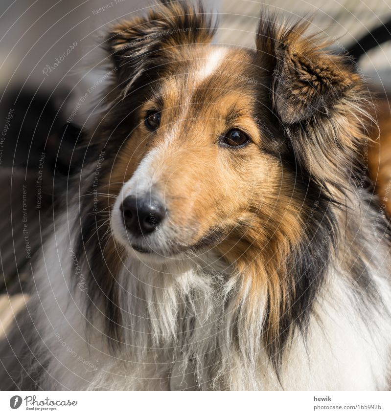 Sheltie Animal Pet Dog 1 Brown Black White Curiosity dog portrait Colour photo Exterior shot Deserted Day Long shot Animal portrait Forward