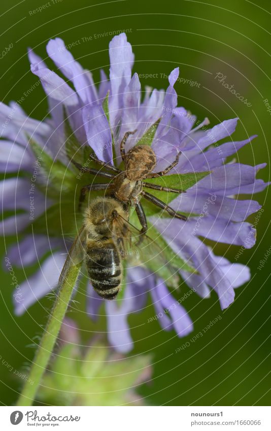 fat prey Nature Plant Animal Spring Meadow Wild animal Spider Wing Bee 2 Movement Blossoming Catch Hang Hunting Fight Crawl Aggression Threat Creepy Astute Blue