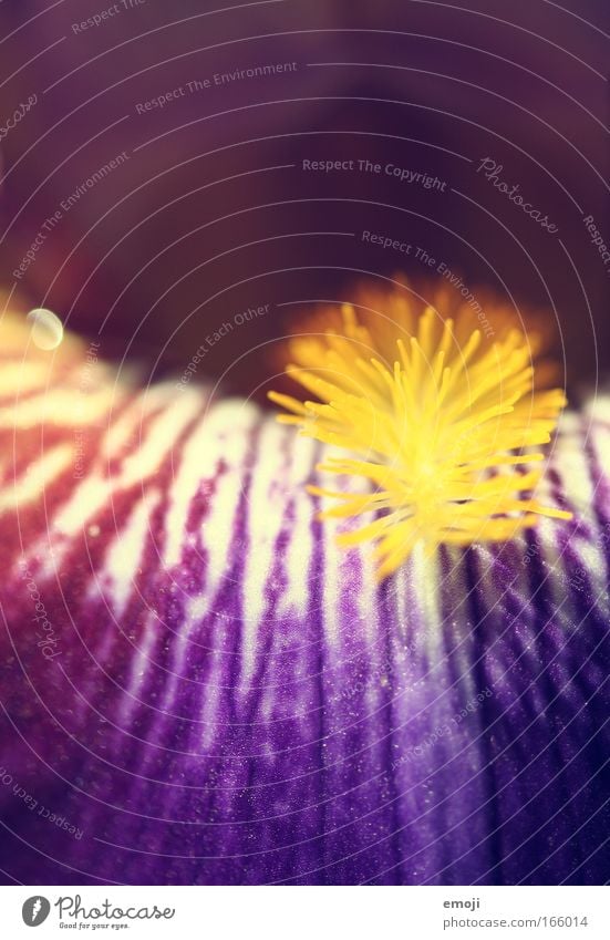 not unknown but nameless flower (for me) Colour photo Multicoloured Exterior shot Close-up Detail Macro (Extreme close-up) Day Shallow depth of field Plant