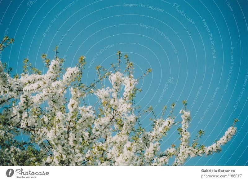 apple blossoms Multicoloured Exterior shot Sunlight Plant Spring Beautiful weather Tree Blossoming Hang Growth Warmth Blue White Esthetic Change vignette