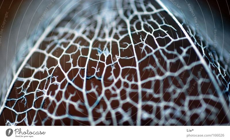 made from silver II Colour photo Close-up Detail Macro (Extreme close-up) Shallow depth of field Plant Leaf Blossom Glittering Silver Physalis Network