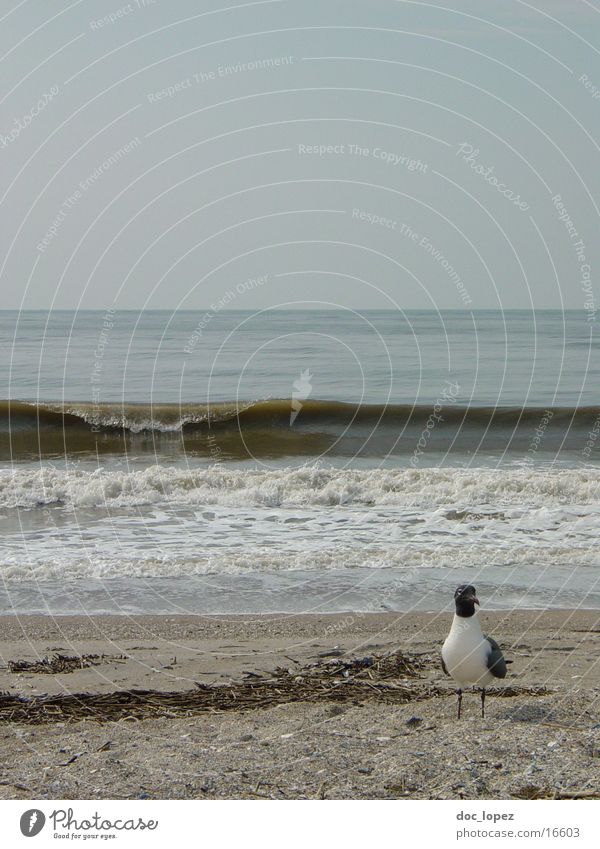 Edisto_Beach_1 Seagull Bird Waves Swell Dreary Moody Edisto Iceland USA Water Sand Landscape Surf Sandy beach Horizon Gloomy Coast Day Gray Copy Space top