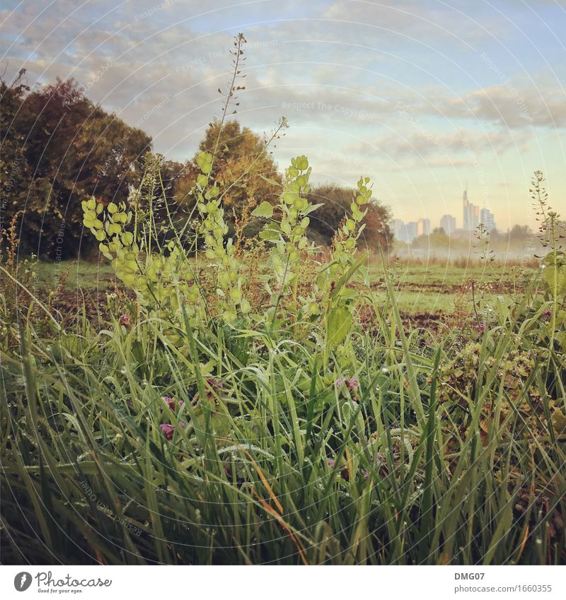 skyline Environment Nature Landscape Earth Drops of water Sky Clouds Spring Summer Autumn Climate Climate change Weather Plant Tree Grass Garden Park Meadow