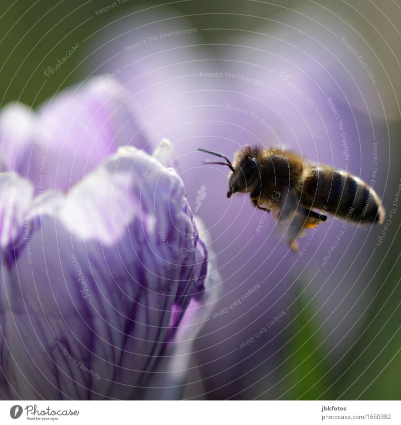 Bee landing on a crocus blossom Food Nutrition Beautiful Leisure and hobbies Environment Nature Animal Pet Farm animal Wild animal 1 Emotions Joy Happy