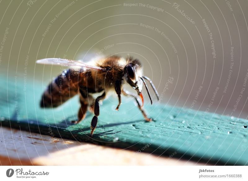 get some sunshine fast! Food Nutrition Environment Nature Animal Farm animal Bee Honey bee Joy Happy Happiness Contentment Joie de vivre (Vitality) Spring fever