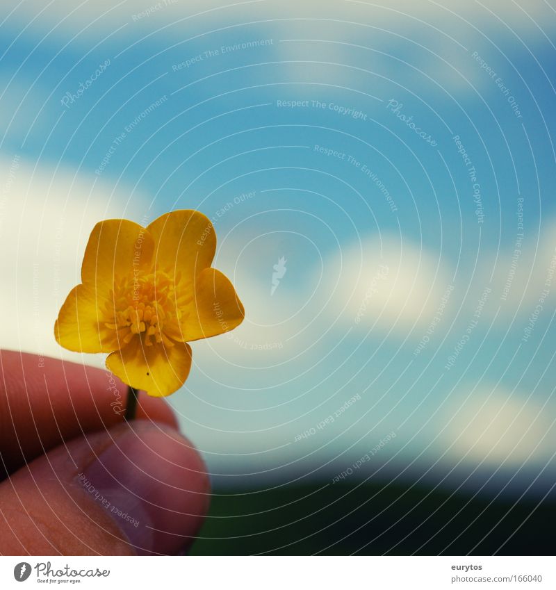 Summer is coming! Colour photo Exterior shot Close-up Detail Copy Space right Copy Space top Day Shadow Contrast Silhouette Blur Environment Nature Landscape