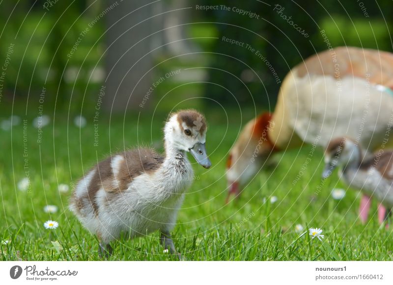 little man very big Plant Animal Wild animal Nile Goose Nile geese nilgan chicks 3 Group of animals Baby animal Movement Blossoming Going Walking Happiness