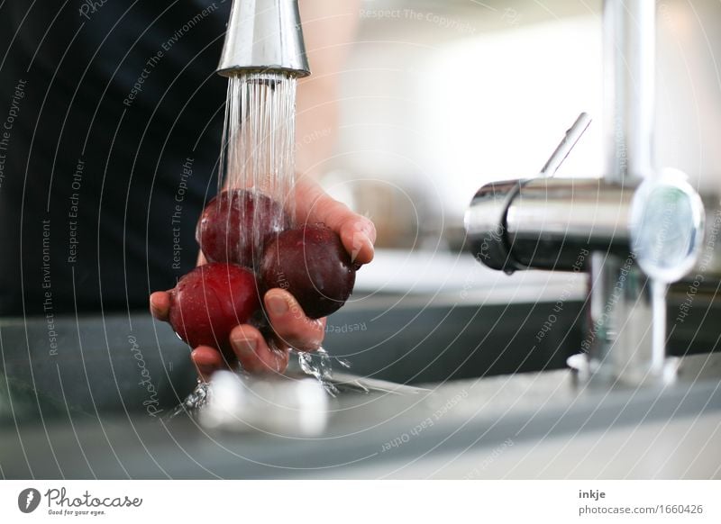 Round three plums Food Fruit Plum Nutrition Living or residing Kitchen Tap Hand 1 Human being Jet of water To hold on Healthy Wet Clean Cleaning 3 Fresh