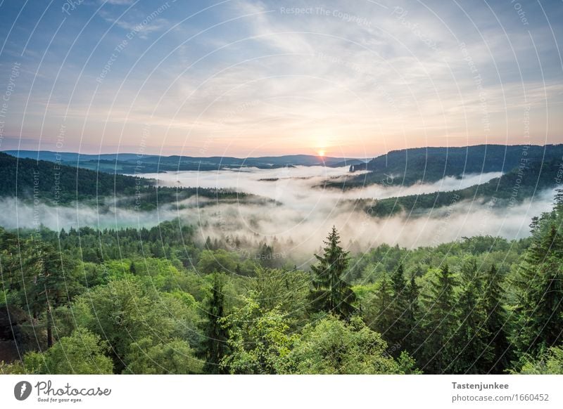 sunrise Environment Nature Landscape Sky Sun Sunrise Sunset Sunlight Beautiful weather Tree Forest Hiking Fog Morning Dawn Morning fog Dresden Bad Schandau