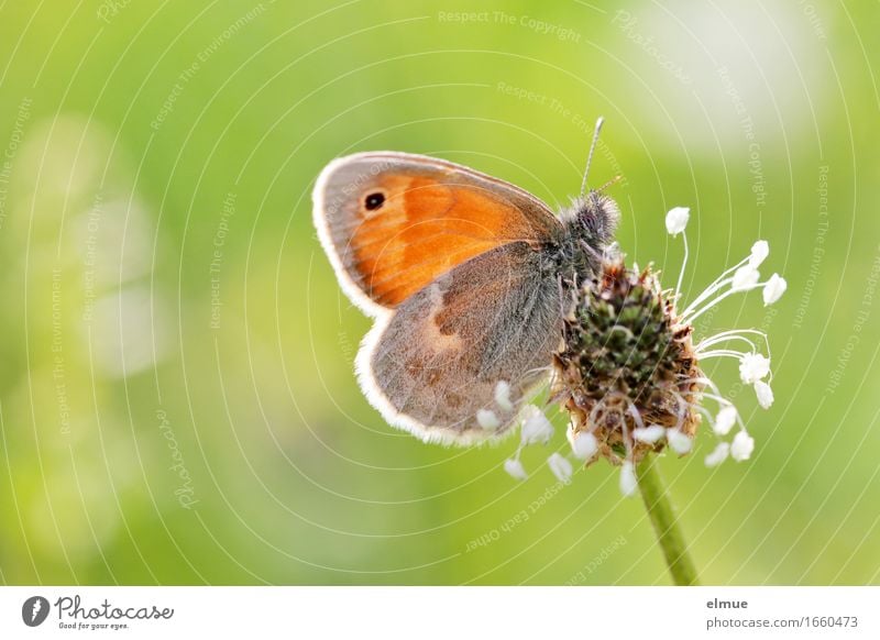 ... with table decoration Sunbathing Plant Animal Beautiful weather Grass Blossom Meadow Butterfly meadow birds hay butterflies Noble butterfly pollination