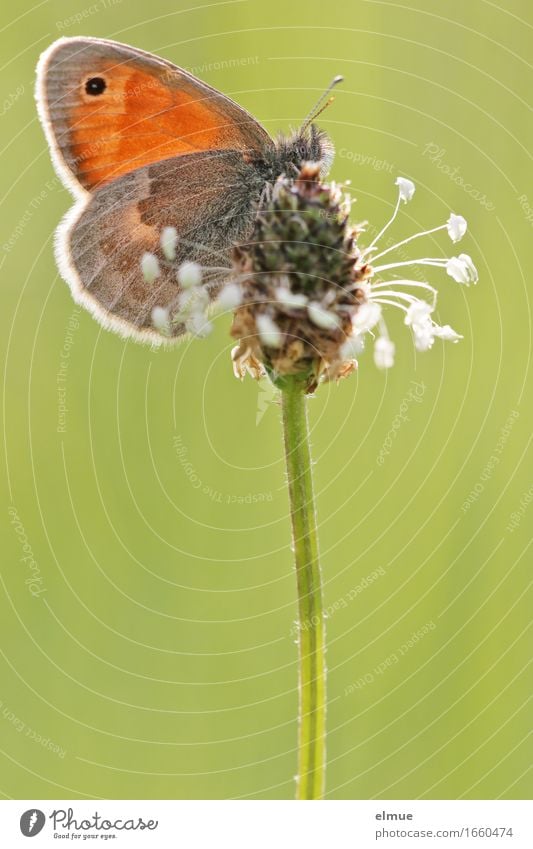 The decorator Animal Beautiful weather Grass Seed Seed plant Meadow Butterfly butterflies Noble butterfly meadow birds hay butterflies Browns Eyes Blossoming