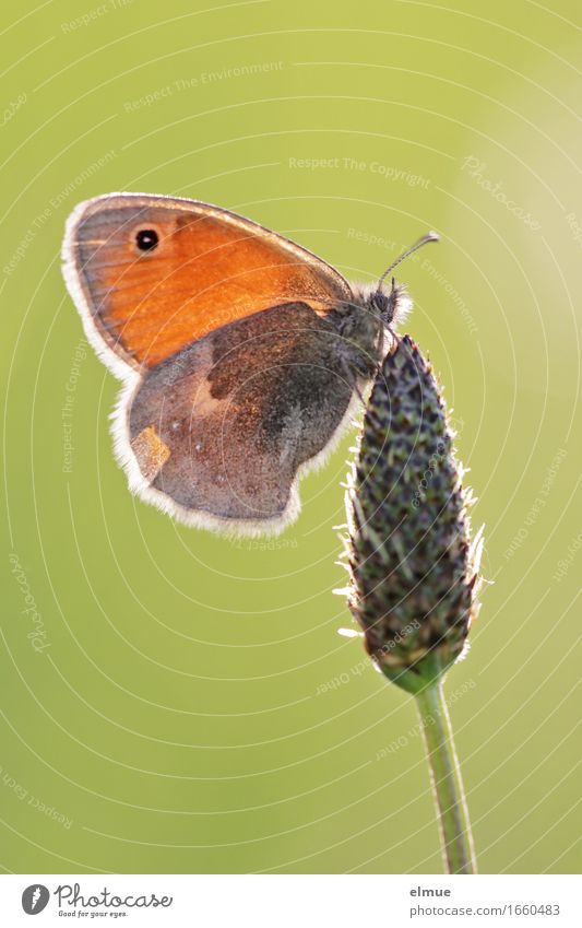 ... without table decoration Nature Plant Animal Beautiful weather Blossom Meadow Butterfly hay butterflies meadow birds Noble butterfly Feeler Seed Faded Happy