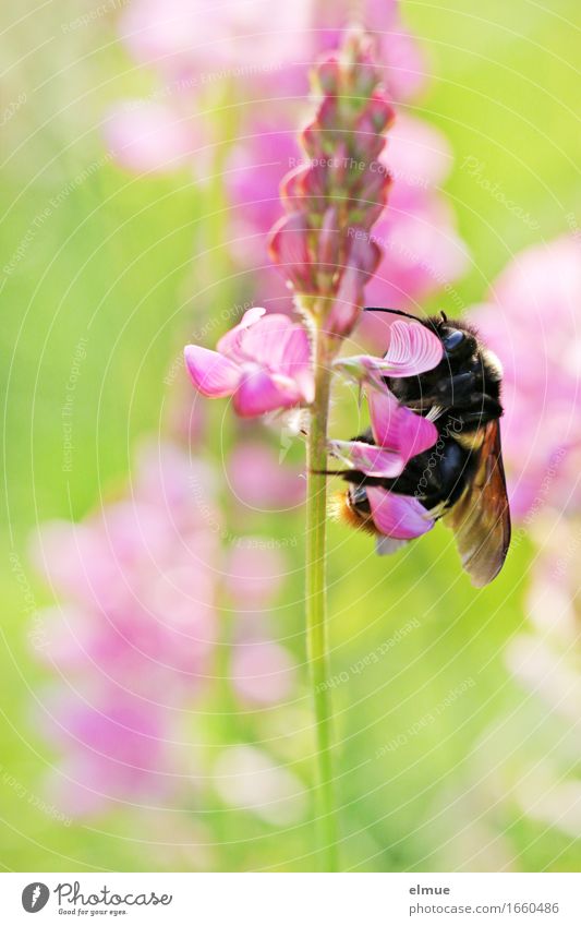 filling station Nature Beautiful weather Blossom Lupin blossom Meadow Bumble bee Propagation intake socket drinking tube Blossoming To feed Esthetic Fragrance