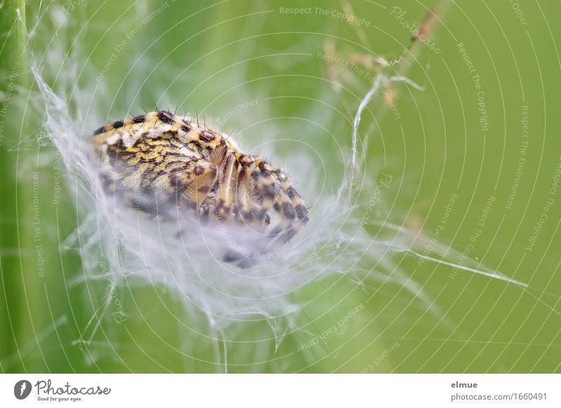 how to make one's bed ... Animal Spider oak leaf spider Articulate animals Spider's web Oak leaf Hiding place Observe Lie Sleep Wait Near Green Self-confident