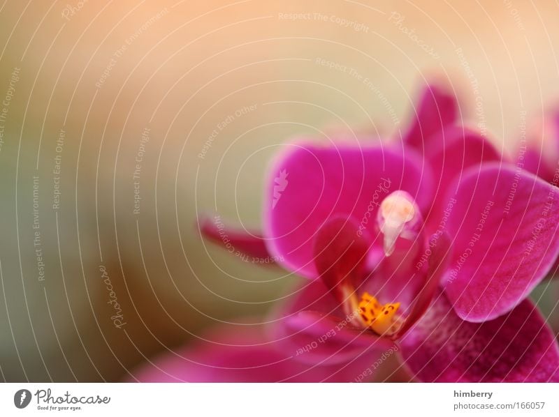 creamy pink Colour photo Multicoloured Exterior shot Close-up Detail Macro (Extreme close-up) Copy Space left Copy Space top Copy Space bottom Shadow Contrast