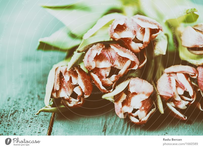 Pink Tulips On Turquoise Wood Table Environment Nature Plant Drops of water Spring Flower Leaf Blossom Blossoming Simple Fresh Beautiful Near Wet Clean Blue