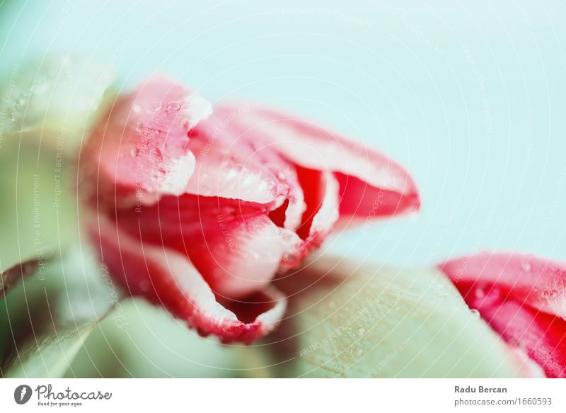 Wet Pink Tulips Bouquet On Blue Sky Environment Nature Plant Drops of water Spring Flower Leaf Blossom Blossoming Simple Elegant Fresh Beautiful Natural Clean