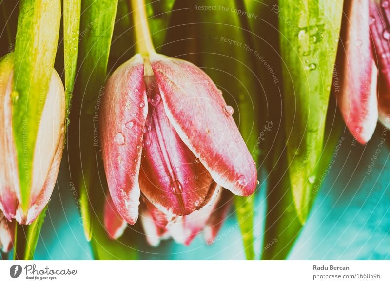 Flowers Bouquet Of Spring Wet Tulips On Table Environment Nature Plant Drops of water Leaf Blossom Garden Blossoming Beautiful Retro Blue Multicoloured Green