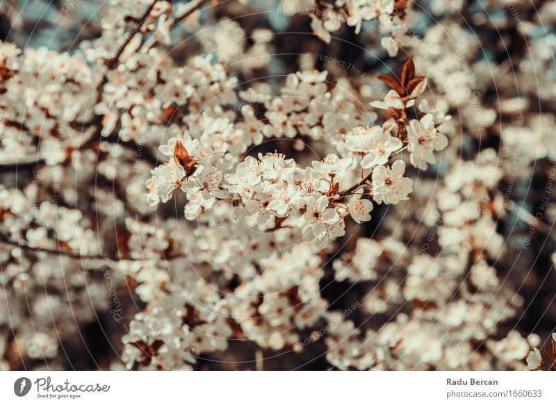 White Apple Tree Flowers Spring Blossom Environment Nature Plant Climate Leaf Garden Park Forest Blossoming Fresh Beautiful Multicoloured Red Spring fever