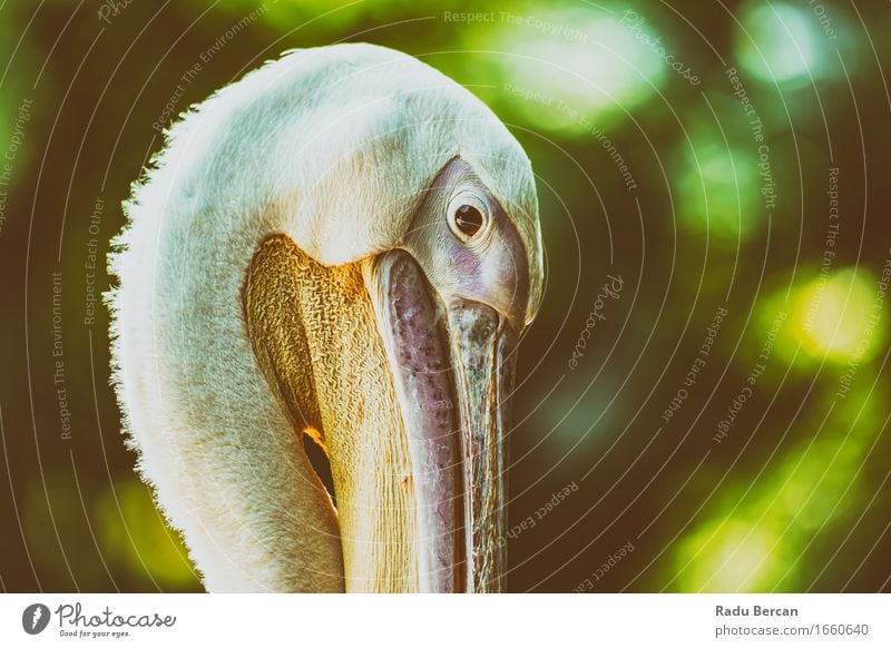 Wild Pelican Portrait Nature Animal Wild animal Bird Animal face Zoo 1 Looking Friendliness Near Beautiful Green Orange Pink White Colour Wild bird Bird's eyes