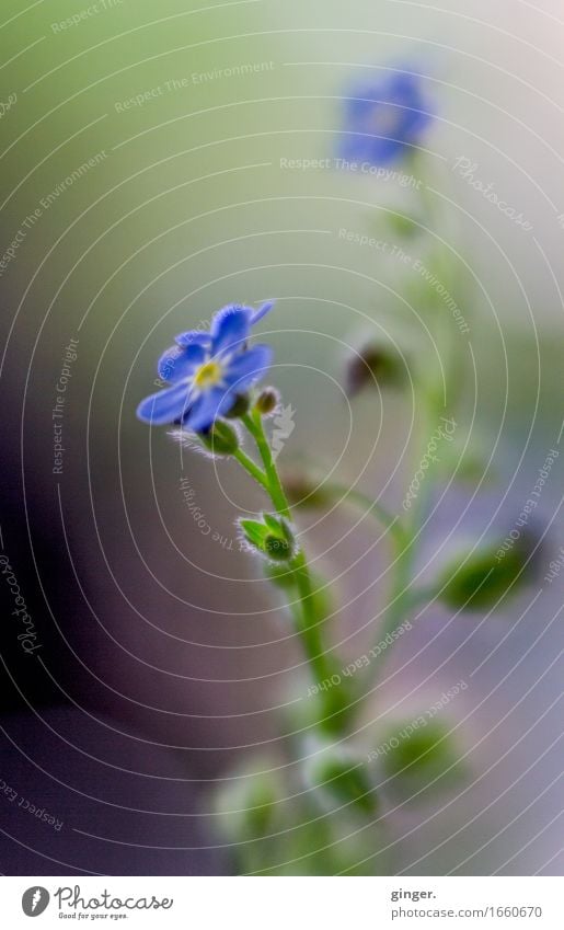 AST 9 | Delicate little blue flowers Nature Plant Flower Blue Green Violet Small Bud Blur Macro (Extreme close-up) 2 Smooth Blossoming Growth Vertical Graceful