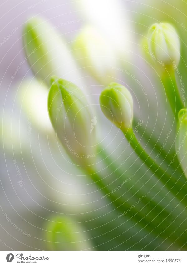 AST9 | Gentleness (Lensbaby flower macro) Spring Plant Blossom Pot plant naturally pretty Soft Green White Bud Stalk Closed Smooth Fresh Upward blurriness