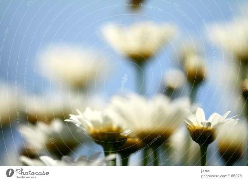 flower Colour photo Exterior shot Deserted Copy Space top Day Sunlight Deep depth of field Central perspective Nature Plant Animal Spring Summer Flower Blossom