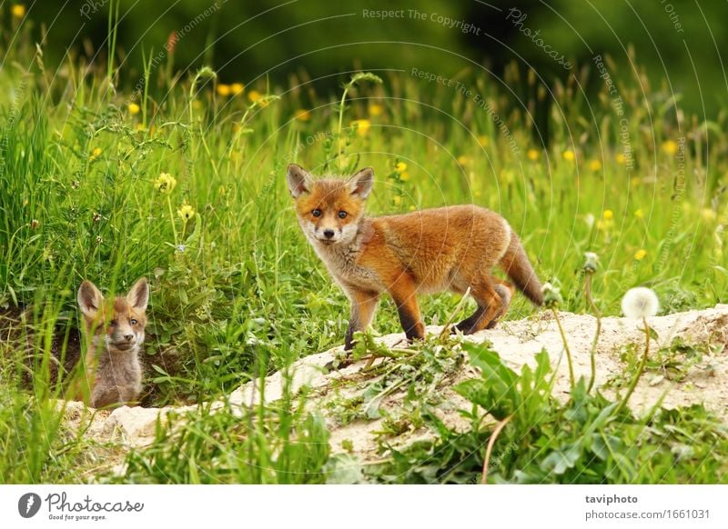 cute fox cub Face Hunting Baby Nature Animal Grass Meadow Fur coat Wild animal Dog Baby animal Small Cute Brown Green Red White Fox Lovely wildlife vulpes