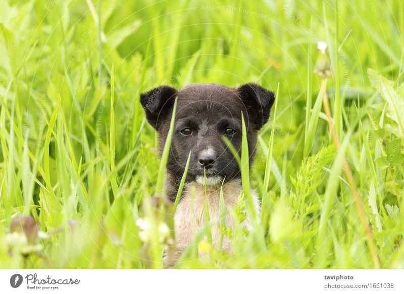 face of a black doggy Happy Beautiful Summer Baby Friendship Nature Animal Grass Park Meadow Fur coat Pet Dog Sit Stand Small Funny Cute Green Black White