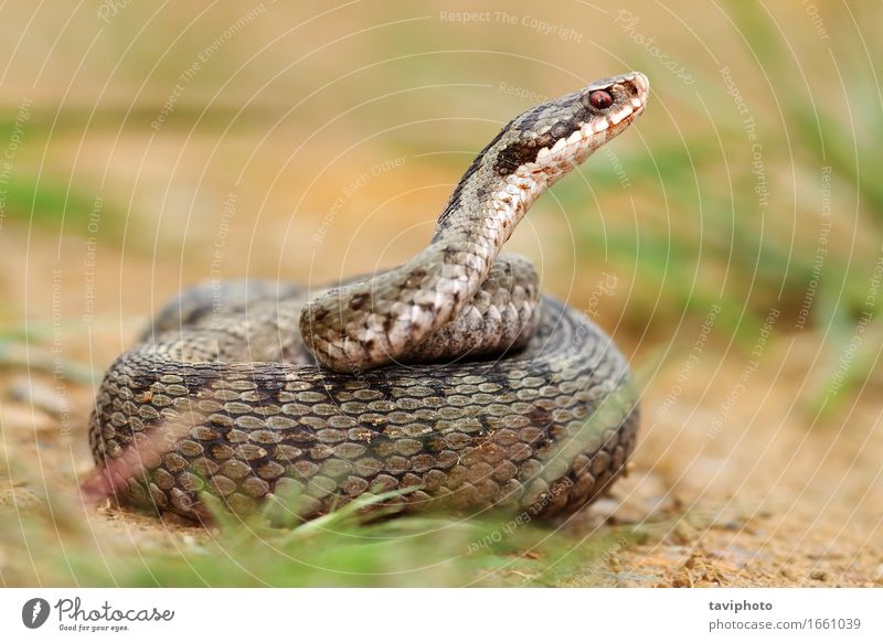 female berus viper in defensive position Beautiful Woman Adults Nature Animal Wild animal Snake Natural Brown Gray Fear Dangerous European Poison venom Reptiles