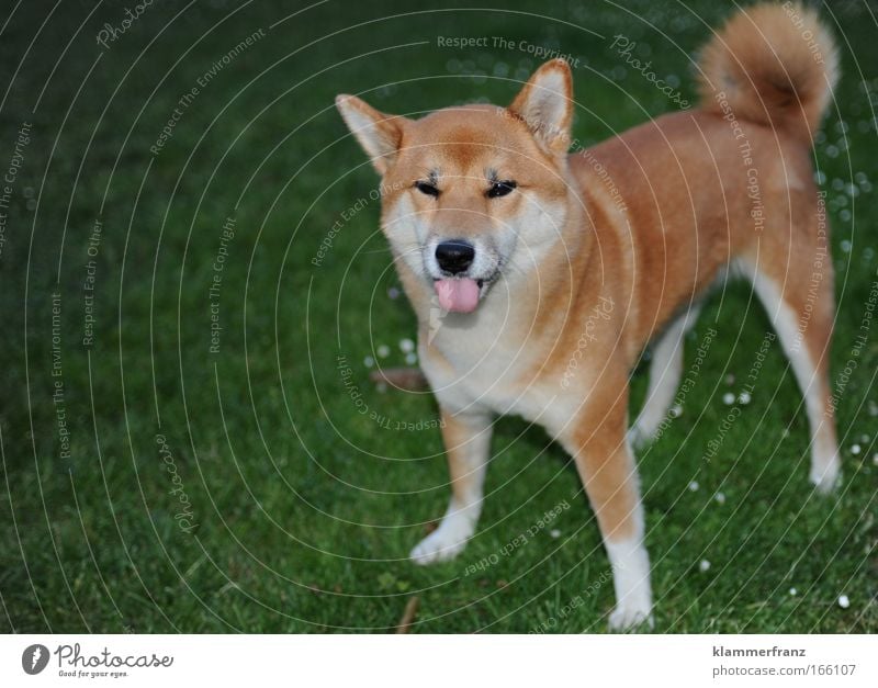 When the tongue shows from the dog Colour photo Exterior shot Detail Day Flash photo Animal portrait Looking Looking into the camera Forward Pet Dog Animal face