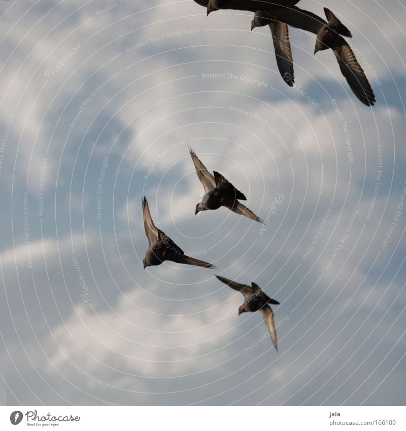 Melody of Doves Subdued colour Exterior shot Twilight Animal portrait Sky Bird Pigeon Group of animals Flock Flying Free Day