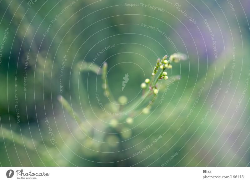 dots Colour photo Subdued colour Detail Macro (Extreme close-up) Blur Shallow depth of field Nature Plant Bushes Fresh Point of light Green Violet